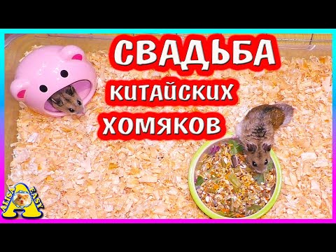 Video: Хомяк кантип үйрөтүү керек