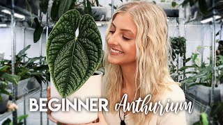 BEST AND WORST RARE PLANTS FOR BEGINNERS! | Anthurium |