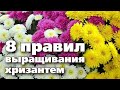 ПОСАДКА  УХОД И ХРАНЕНИЕ КУСТОВЫХ ХРИЗАНТЕМ. Рекомендации опытного цветовода