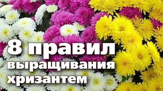 ПОСАДКА  УХОД И ХРАНЕНИЕ КУСТОВЫХ ХРИЗАНТЕМ. Рекомендации опытного цветовода