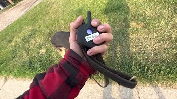 Loose Leash Walk With Diesel, Heel Command With E-Collar