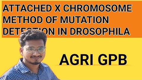 Genetics-43: Attached X chromosome method of mutation detection in Drosophila