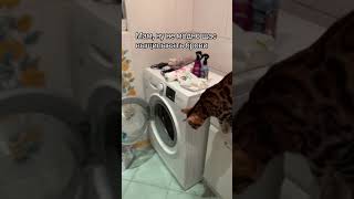 Пушистый контроль #cat #catlovers #kitten #reels #кошки #котики #рекомендации #рек