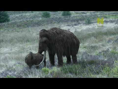 Videó: Mi az állatok boncolása?