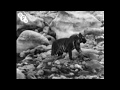 Wandering Tigers in North India (1935) - amateur film shot by Jim Corbett