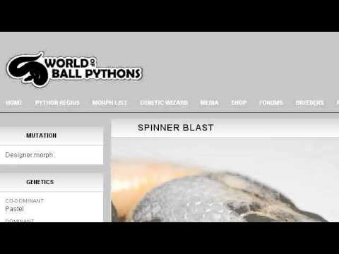 camera iphone 8 plus apk How-To Produce A Spinner Blast Ball Python