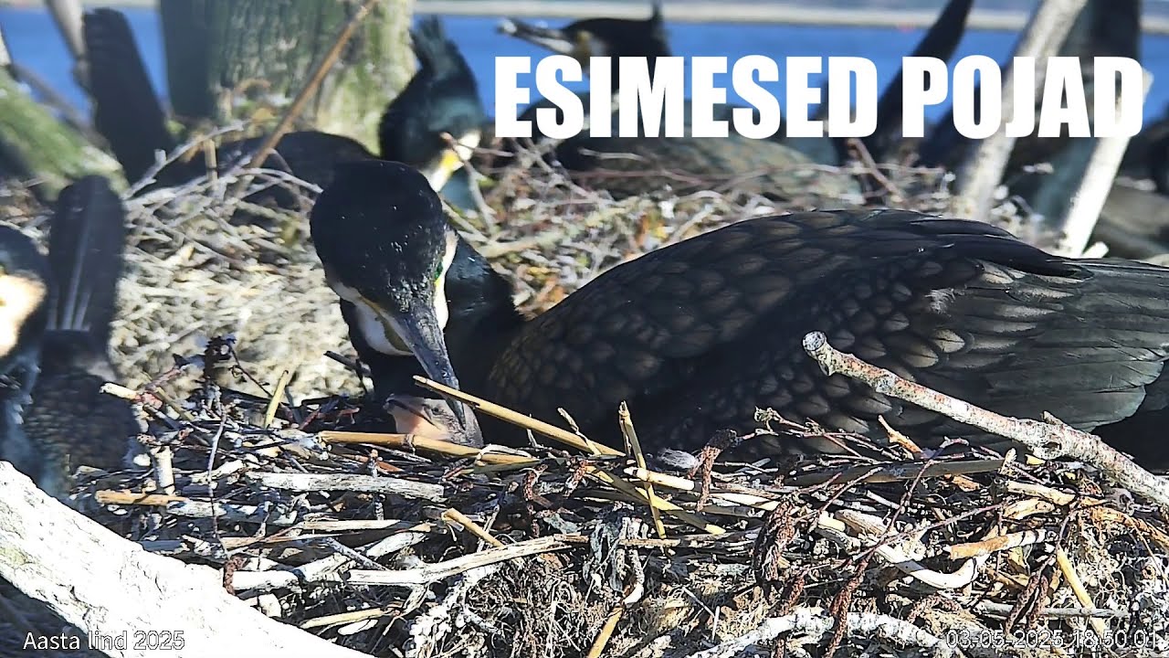 Kormoranide esimesed pojad on koorunud! (kormorani veebikaamera 28.04-03.05.2025)