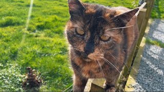 🎂 Beautiful Tortie Maggie Cat turned 19 🎂 this week Purring Queen 😻 #feralcat #tortiecat by Maggies Houz 2,513 views 2 months ago 1 minute, 31 seconds