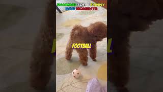RANKING TOP 5 FUNNY DOG MOMENTS part 19