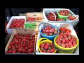 Урожайность клубники  Сколько я собрал ягод за сезон с 300 кустиков