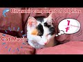 猫の音楽セラピー【🐬イルカ超音波 1/fゆらぎ】猫が落ち着く音楽。留守番も安心。猫は穏やかな眠りへ。猫が喧嘩を止める効果も。猫の脳波がシータ波とシンクロする穏やかな音楽。