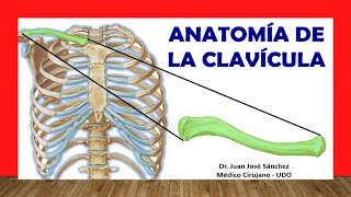 🥇 Anatomia de la CLAVÍCULA, ¡Fácil, Rápida y Sencilla!