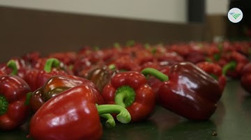 Eerste paprika