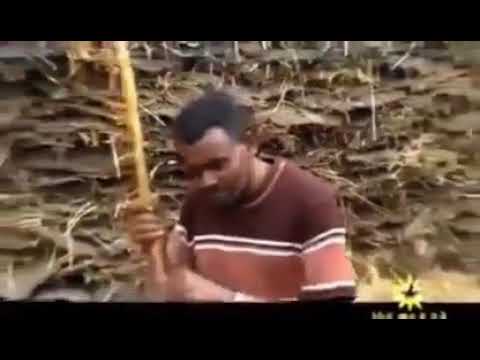 እስኪ አምጡት የደሙን ሸማ እንድንስማማ