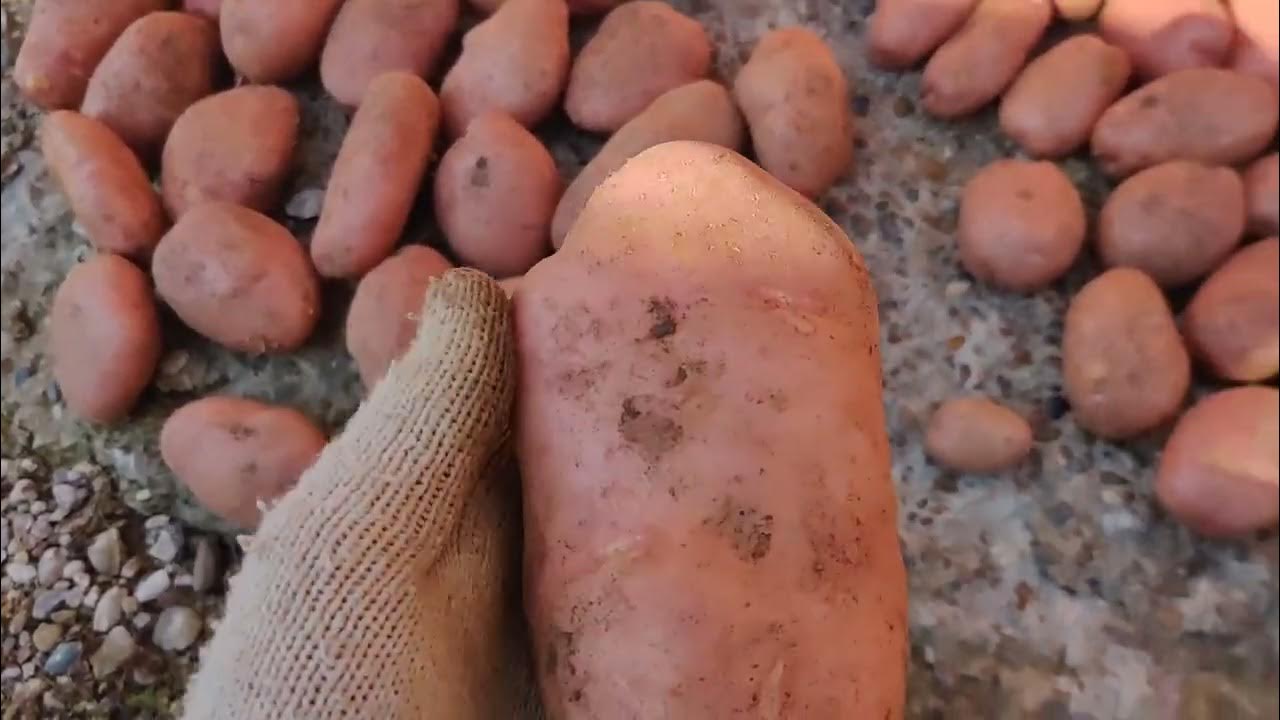 Крупный картофель Сарпо Мира на продажу. - YouTube