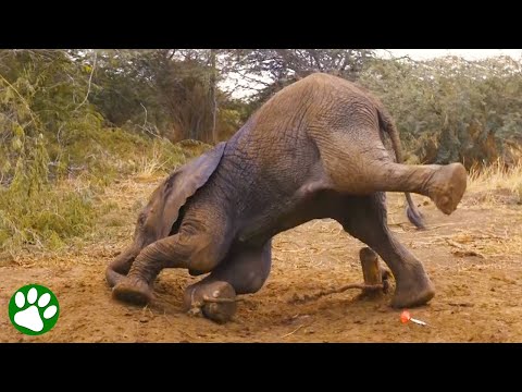 Babyelefant gefunden, der von Wilderern gefangen wurde