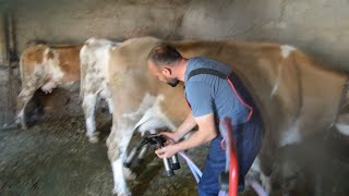 HOW TO MILK COW WITH A MILKING MACHINE?