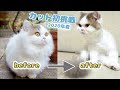【2020年】猫のサマーカット初挑戦！【短足ミヌエット編】　Catting Minuet Cat hair.