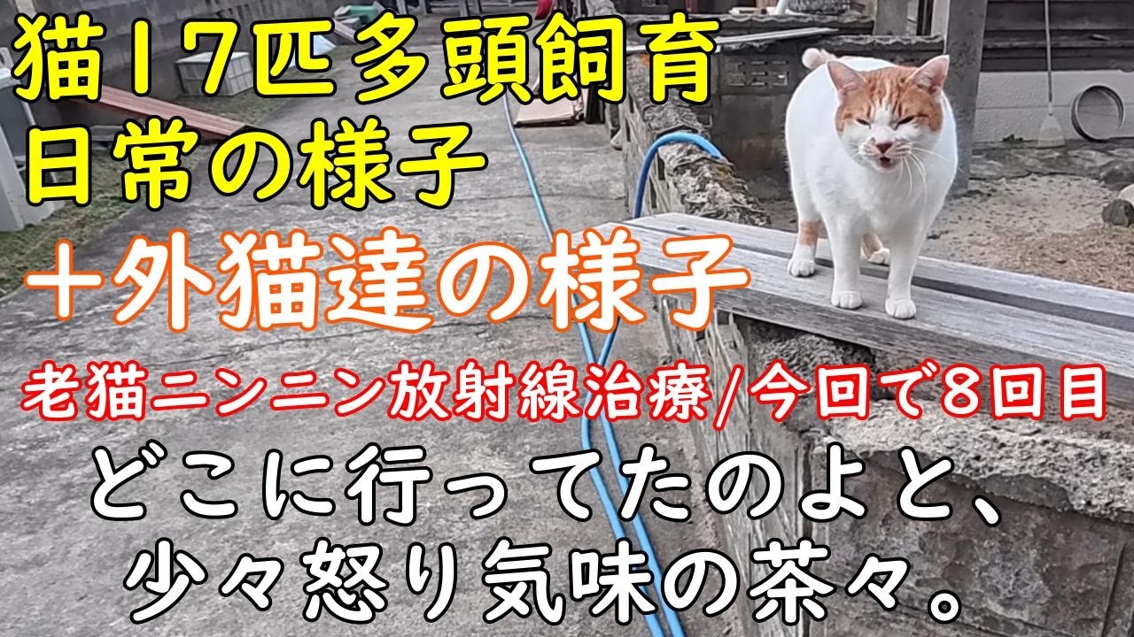 元野良猫17匹と暮らす日常の様子と外猫達の様子。扁平上皮癌放射線治療中の老猫ニンニン。2026年2月18・19・20日撮影記録。
