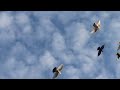 #Pigeons.Армянские бойные голуби.