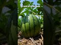 SMR Nature: The Loud Crack of a Ripening Watermelon🍉#shorts #timelapse