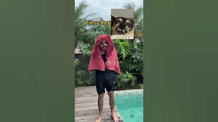 RAÇAS DE CÃES NA PISCINA