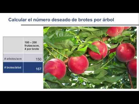 Video: Árboles autofructíferos - ¿Cómo funciona la autopolinización de los árboles frutales?