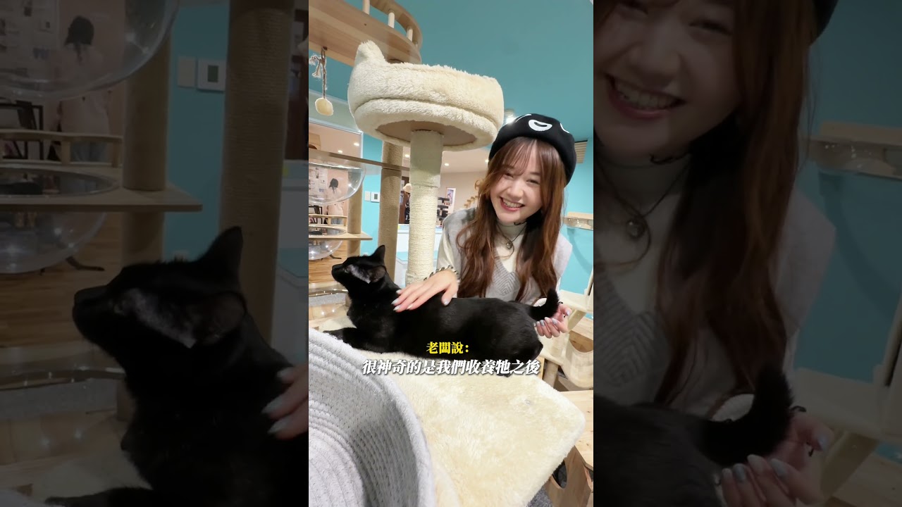 日本這裡超過一半都是流浪貓🐈|日本有個U1 縮圖