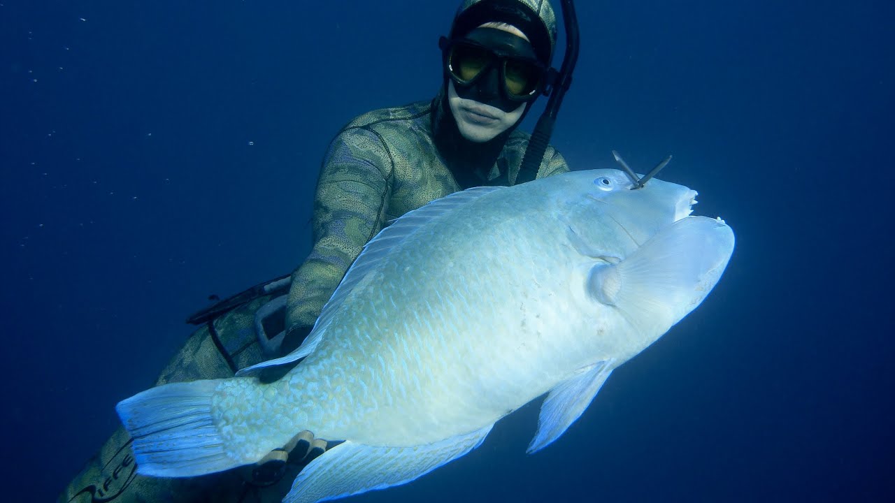 Spearfishing – 10kg Blackspot Tuskfish