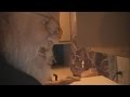 Angry Grandpa S Thanksgiving Meltdown 