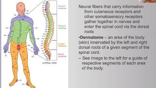 7.3 Somatosensory System Organization