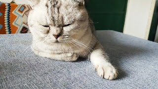 cute cat very want sleep that so cute || with my cat&#39;s life