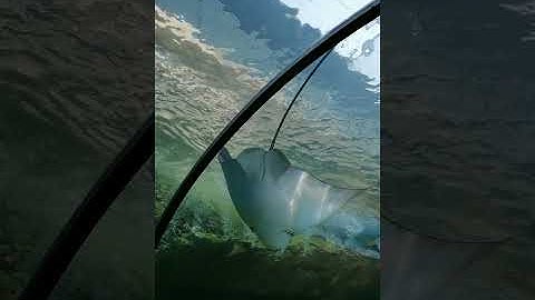 ปลากระเบนกับสิงโตทะเล | พาลูกเที่ยว | Aquarium EP.1