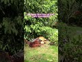 #backyardflock #chicken #freerangechickens #dirtbath #dustbath