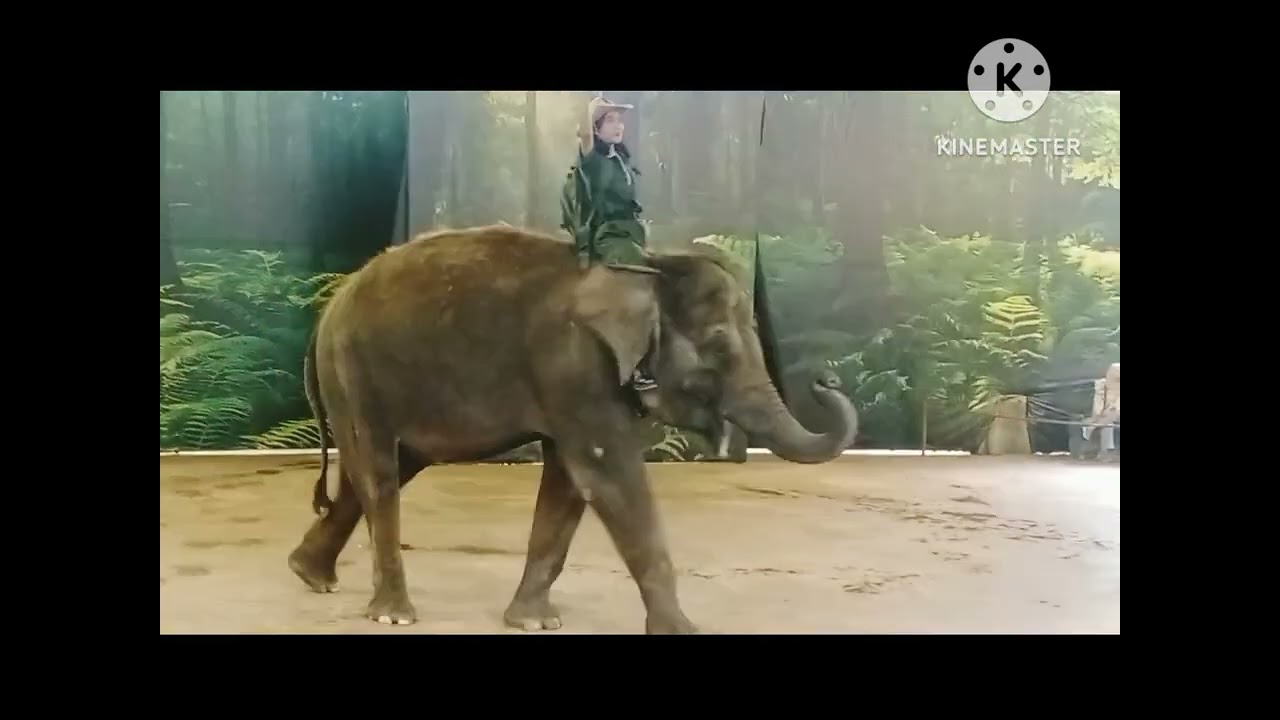 #Taman Safari Prigen Pasuruan  ada  *Pertunjukkan Gajah*