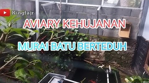 kondisi saat hujan deras di aviary minimalis, burung basah kuyup #muraibatu #aviarysederhana #hujan