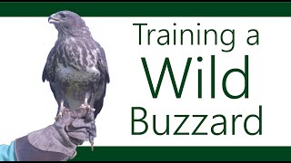 I Trained a WILD Buzzard | How to train a Buzzard