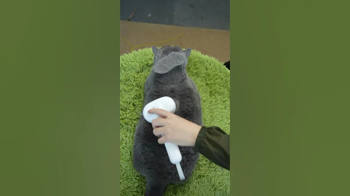 Video 11052801: british shorthair, cat dog brushes, review, pets