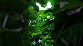🌧️ Rain &amp; Birds Sounds for Sleep 🌿 | Relaxing Nature Ambience #shorts