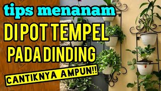 tips menanam di pot tempel pada dinding