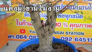 Bonsai Station [Workshop Station] EP.82 มะขามไม้ง่าม