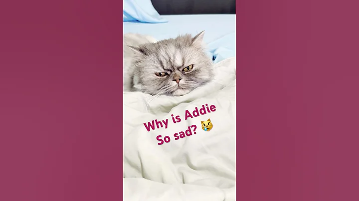 Video 11094681: persian, cat kitty cute, cat talking