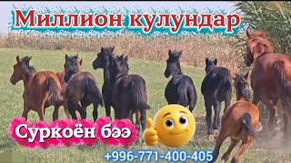 картинка: Суркоён бээ жана миллион кулундар