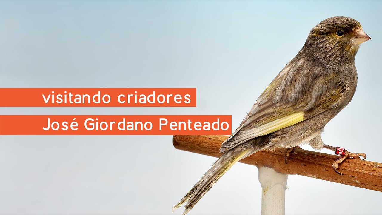 Visitando Criadores - José Giordano Penteado- Canários de Canto & Porte - Timbrado Espanhol Contínuo