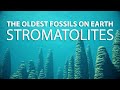STROMATOLITES: Discovering the Oldest Fossils on Earth | CGI Documentary