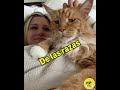 gatos bellos