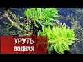 Уруть водная.