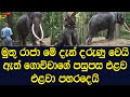 Muthu raja becomes somewhat violent and tries to attack the elephant farmer