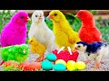 Chicks, Colored Eggs Rainbow chicks, Colorful chicks, arcoíris ducks funny / FishCutting