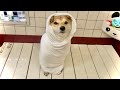 年末になると洗われる柴犬
